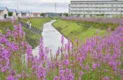 立秋の川辺 紅紫涼しく　