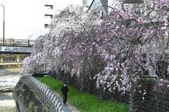 ヒガンザクラの場所は？