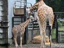 【夕刊】キリンの赤ちゃんの名前決定