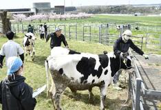 緑の牧場 牛伸び伸び