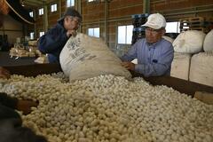 「晩々秋繭」品質良く