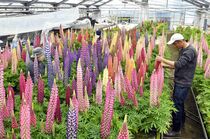 ルピナスの出荷作業進む　真岡