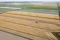 「麦秋」刈り取り最盛期　小山