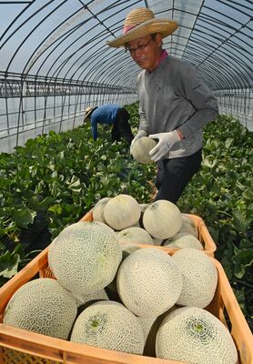 収穫される丸々と実ったクインシーメロン＝16日午前８時55分、真岡市清水
