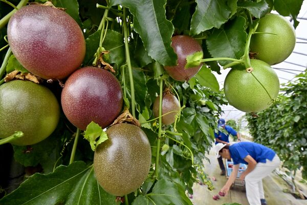 赤く実り収穫が始まったパッションフルーツ＝２日午前11時30分、真岡市飯貝