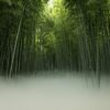 タケの美しさ一層　竹林農場に「雲海」演出　7月1日から宇都宮のワカヤマファーム