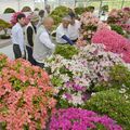 見応え十分、丹精の160点 23日から鹿沼さつき祭り 開幕前に審査会