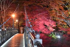 紅葉あでやかに　塩原温泉の紅の吊橋でライトアップ