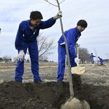 「大きく育って」 遊歩道を桜の名所に 芳賀中1年生が植樹で未来へ貢献