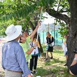 クビアカ捕獲数で勝負　害虫防除へ足利で初の競争型イベント　県内外から7…