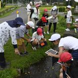 身近の希少種 再認識　シモツケコウホネ観察　日光・落合西小児童が学習