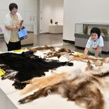 見えない骨格に「ワクワク」　さくらで８月まで、動物の標本や毛皮を展示