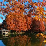 水鏡に輝くメタセコイア　宇都宮の中央公園で鮮やかに紅葉