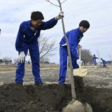 「大きく育って」　遊歩道を桜の名所に　芳賀中１年生が植樹で未来へ貢献