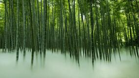 竹林に「雲海」出現