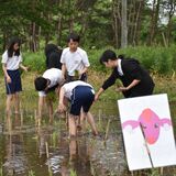 学びの森小６年生が田んぼアート　稲の苗で飼育していた牛描く