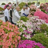 見応え十分、丹精の160点　23日から鹿沼さつき祭り　開幕前に審査会