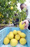 レモンの収穫ピーク　宇都宮