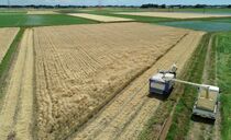 小山でビール大麦収穫