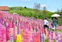 鹿沼でルピナス見頃迎える