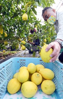 レモンの収穫ピーク　宇都宮
