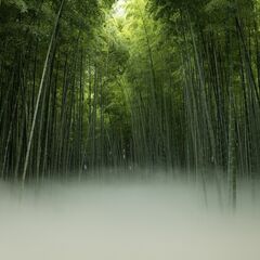 タケの美しさ一層　竹林農場に「雲海」演出　7月1日から宇都宮のワカヤマファーム