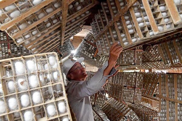 回転蔟にできた繭の状態を確かめる五十畑さん＝７日午前11時25分、小山市三拝川岸