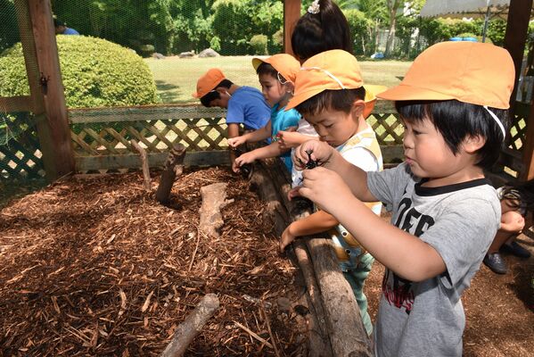 カブトムシと触れ合う園児たち