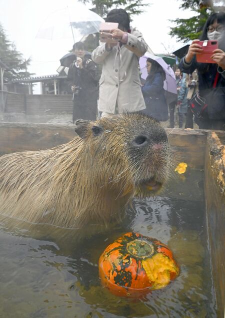 カボチャを浮かべた露天風呂に漬かるカピバラ=25日午後1時25分、那須町大島
