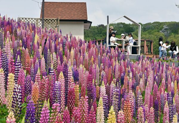 色鮮やかに斜面を染めるルピナス＝15日午前10時30分、鹿沼市茂呂、広瀬華撮影