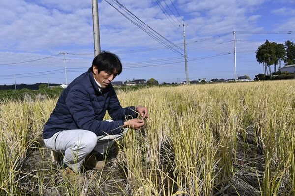 ２回目の稲刈りを前に、稲の生育状況を確認する阿部さん＝11月下旬、芳賀町