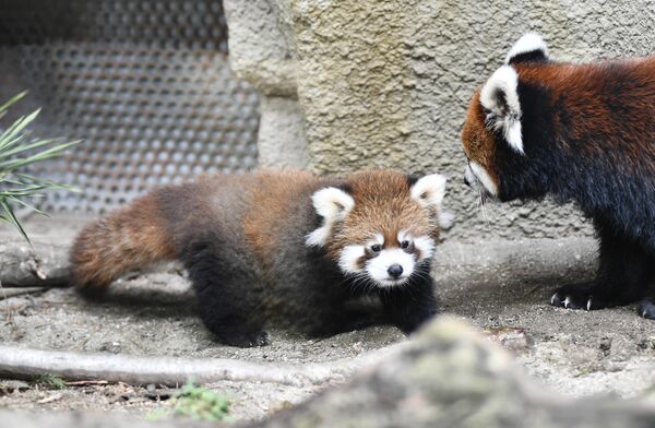 一般公開されたレッサーパンダの赤ちゃん=9日午後、那須町大島