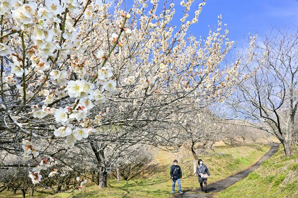 青空の下、白く輝く梅の花＝10日午後２時５分、市貝町市塙