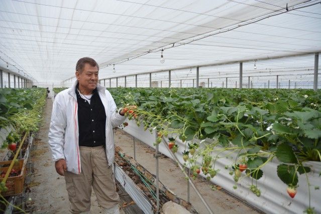 「心を込めて育てたおいしいイチゴを皆さんにお届けします」と話す白滝部会長